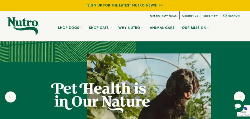 Nutro Best Veterinary Websites: Designs to Check Out