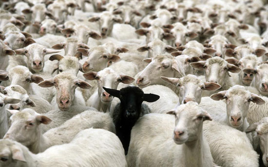 black-sheep Conceptual Photography Ideas That Will Amaze You (27 Photos)
