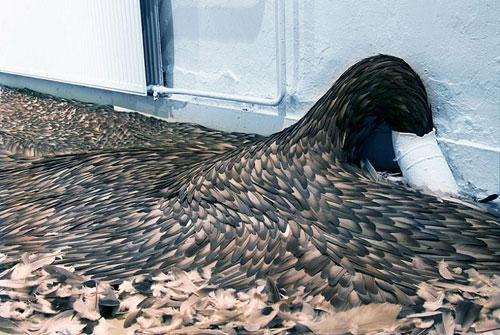 feathers-spewing-out-from-drain-art Strange Art That You'll Love (80 Cool Examples Of Art)