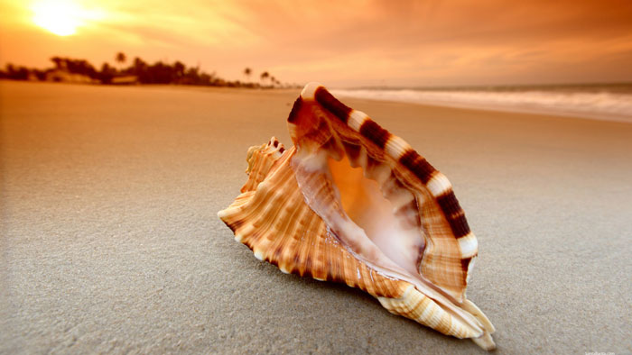 1957490 129 Beach Wallpapers To Put On Your Desktop Background