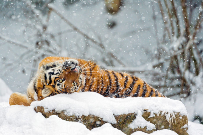 winter-wallpaper-68-700x467 80 Winter Desktop Wallpapers To Download